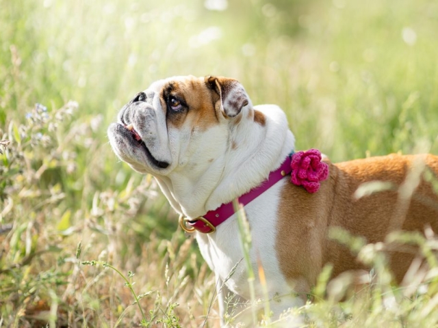 Un bouledogue brun et blanc portant un collier rose avec une fleur rose se tient dans un champ herbeux, regardant vers le haut.