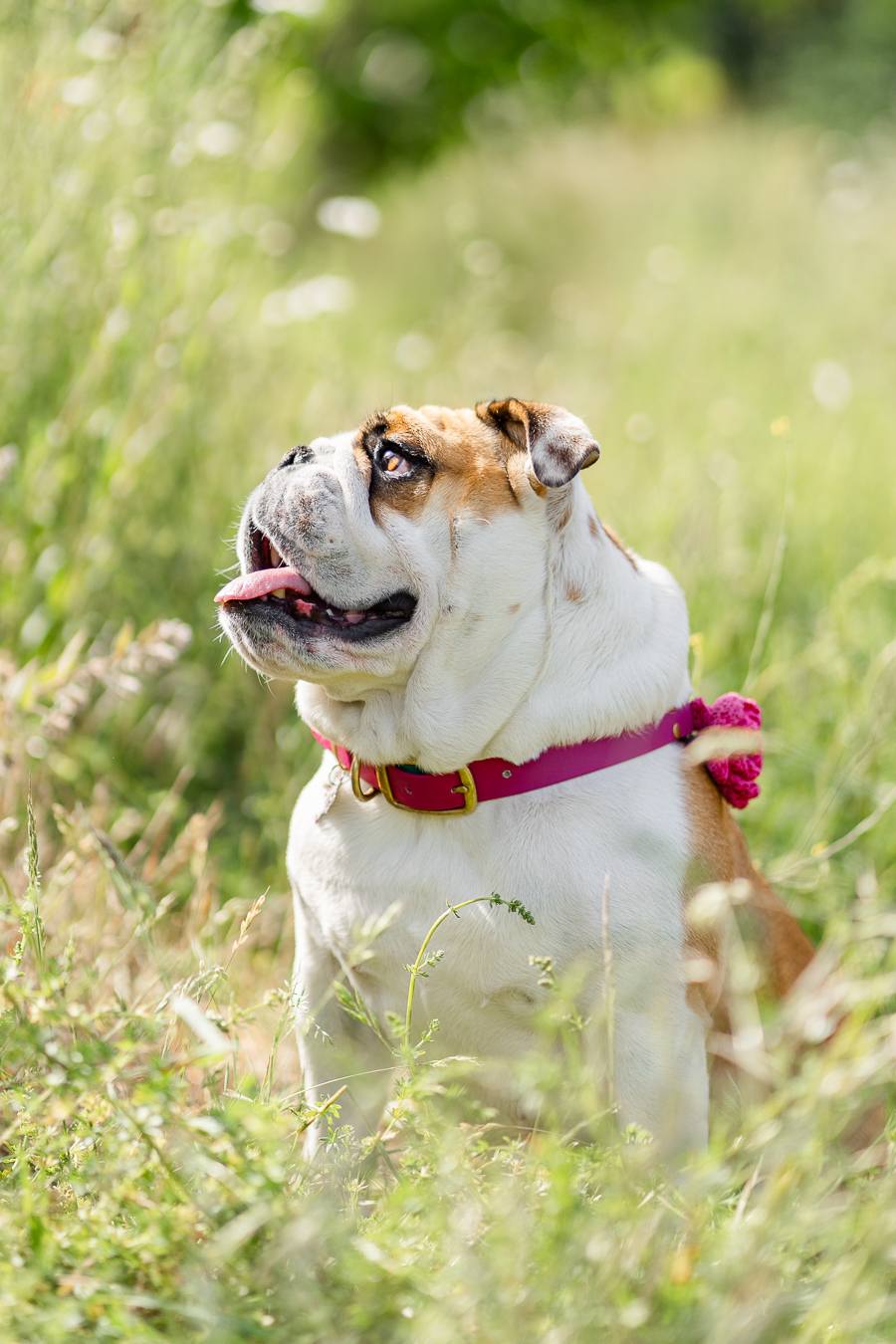 Un bouledogue portant un collier rose est assis dans de hautes herbes par une journée ensoleillée, regardant vers la gauche avec la bouche ouverte